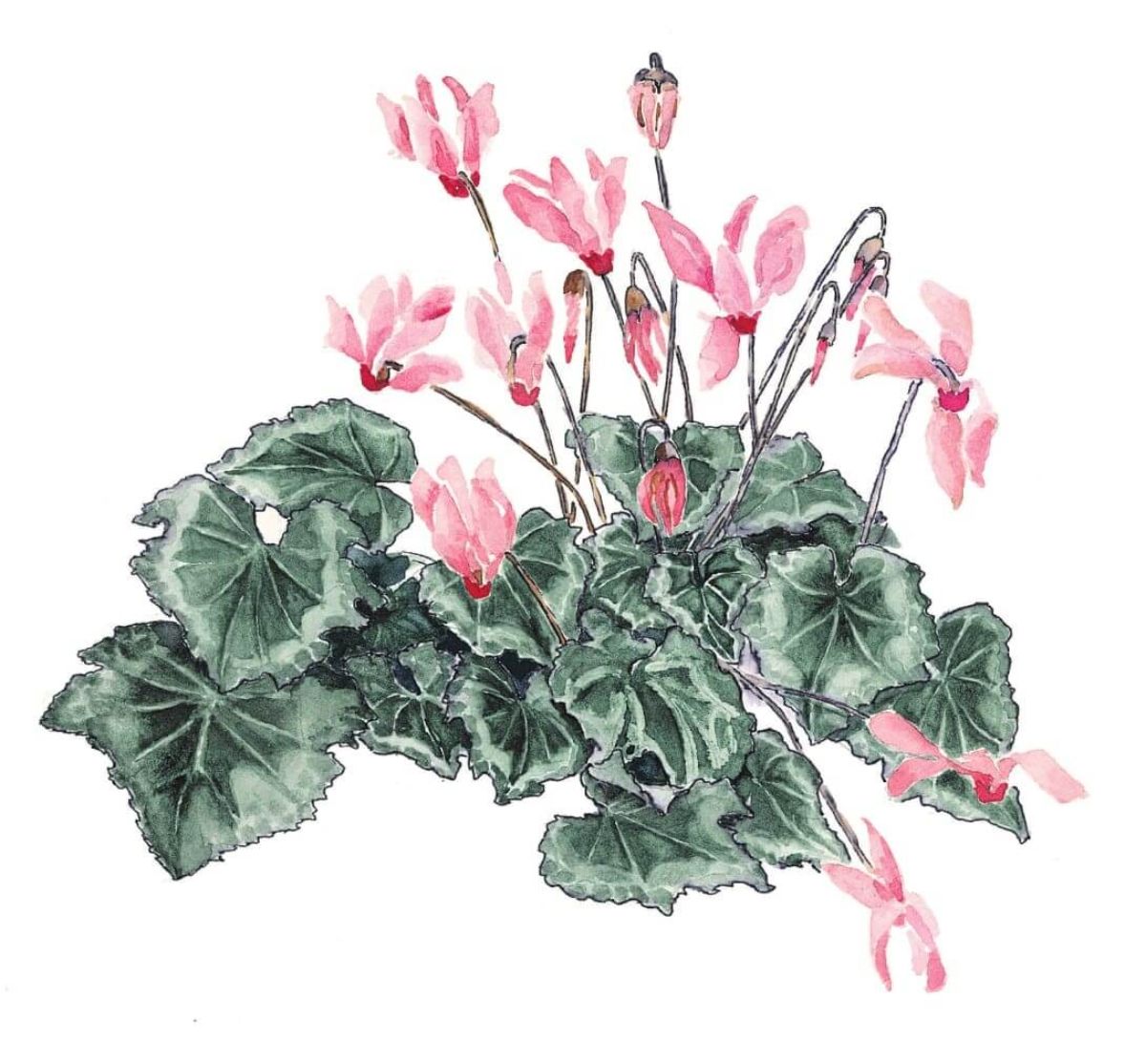 Illustration: © www.refaellashir.com