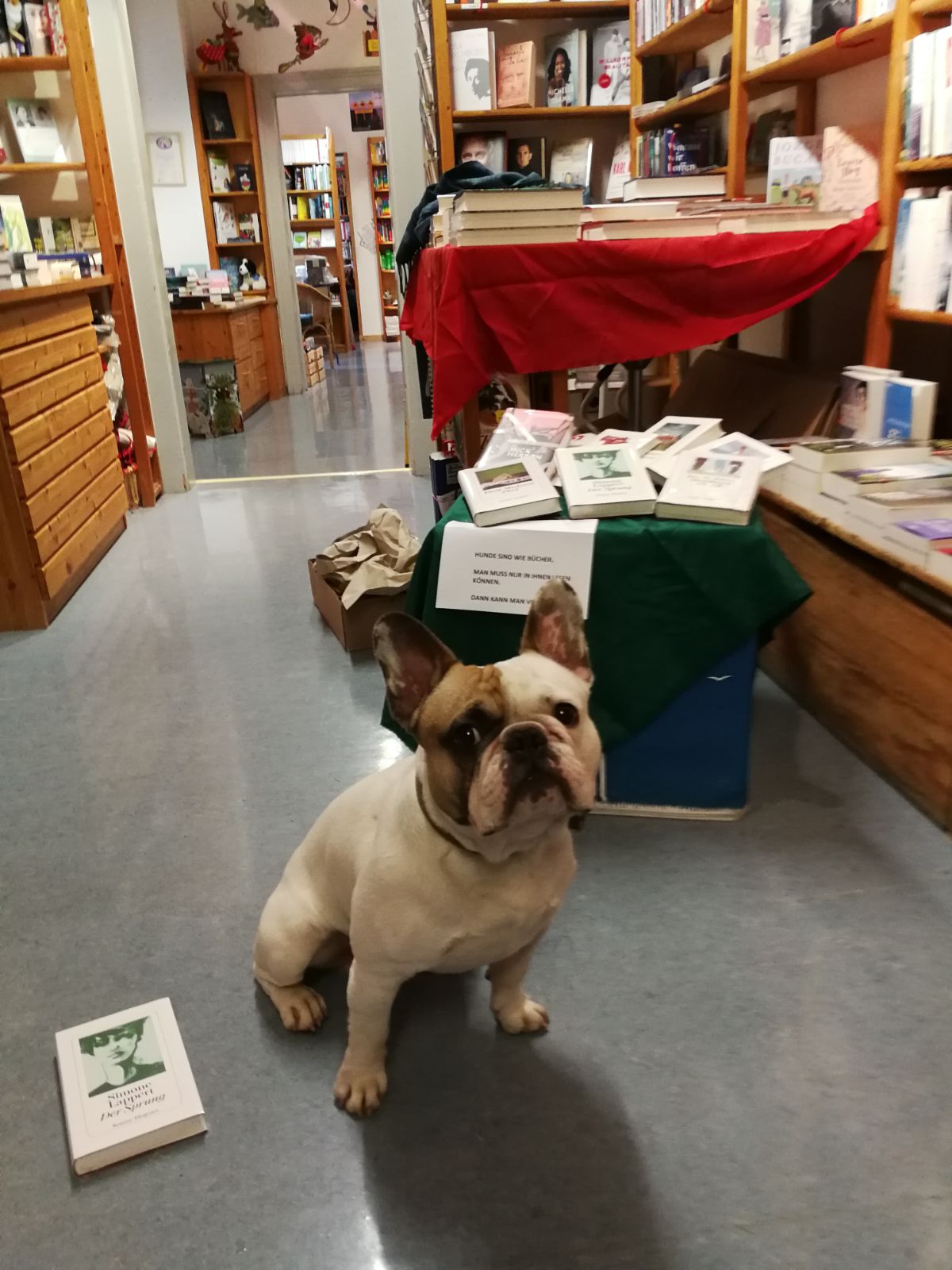 Hexenbuchhandelshund aus der Hexenbuchhandlung in Idstein ©C. Haßdenteufel