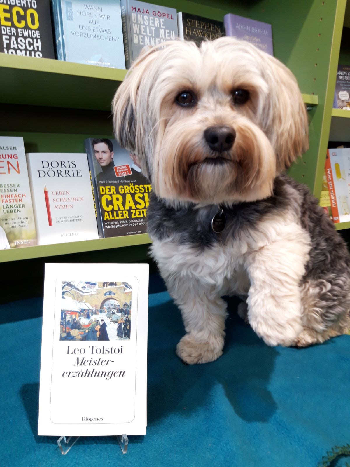 Buchhandelshund Tolstoi aus der Buchhandlung Lesezeichen in Gehrden ©Ute Mönkediek